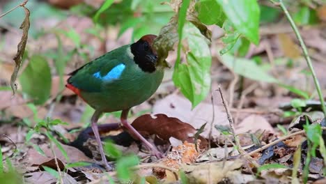 hooded pitta, pitta sordida