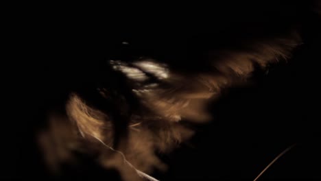 silhouette of woman shaking her hair with backlight, close up view