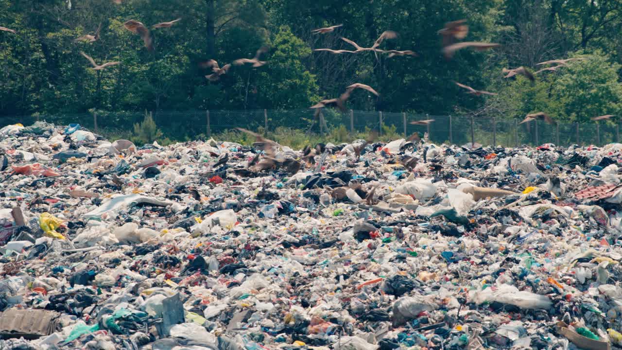 vertedero abierto con aves de presa que se alimentan en los residuos