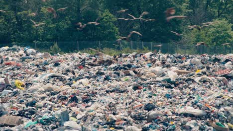 open dump with birds of prey foraging in the waste