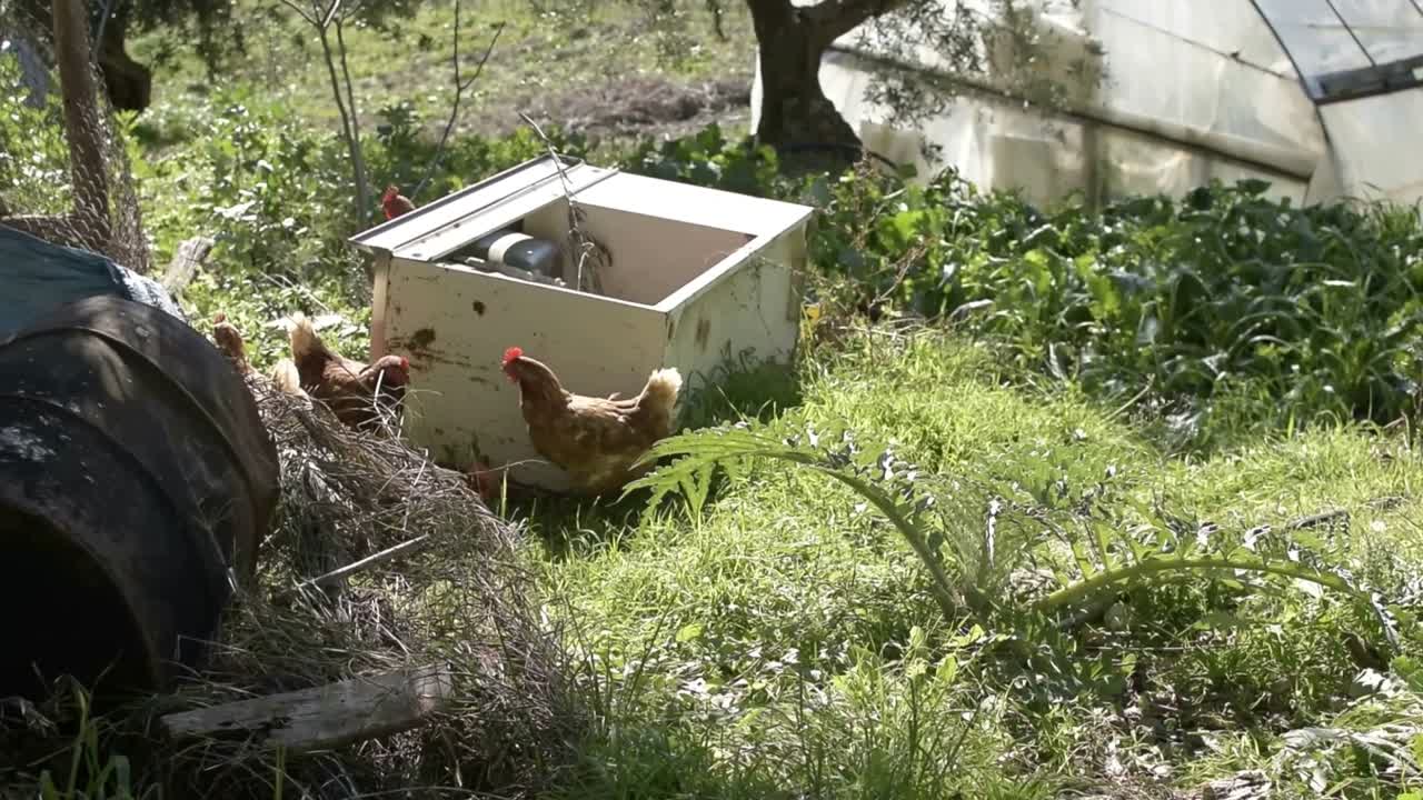 Chicken walking outside in the Italian countryside