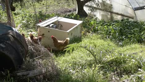 chicken walking outside in the italian countryside