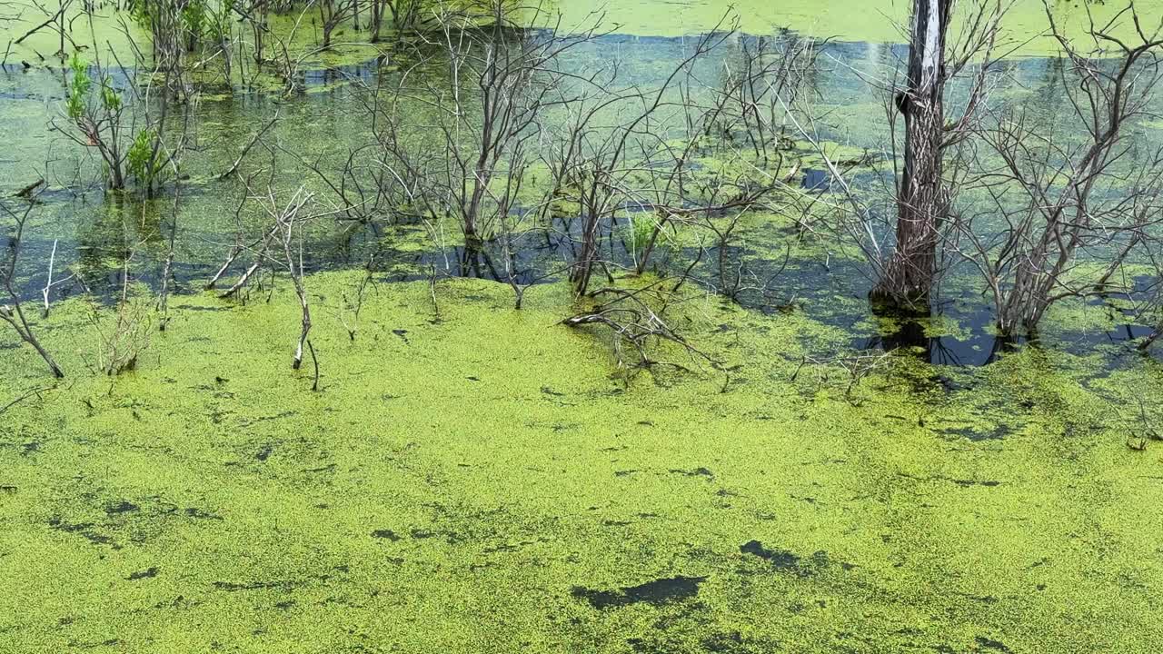 A serene landscape of wetlands showcasing vibrant green algae coverage, scattered with bare branches, surrounded by still water reflecting the quiet beauty of nature