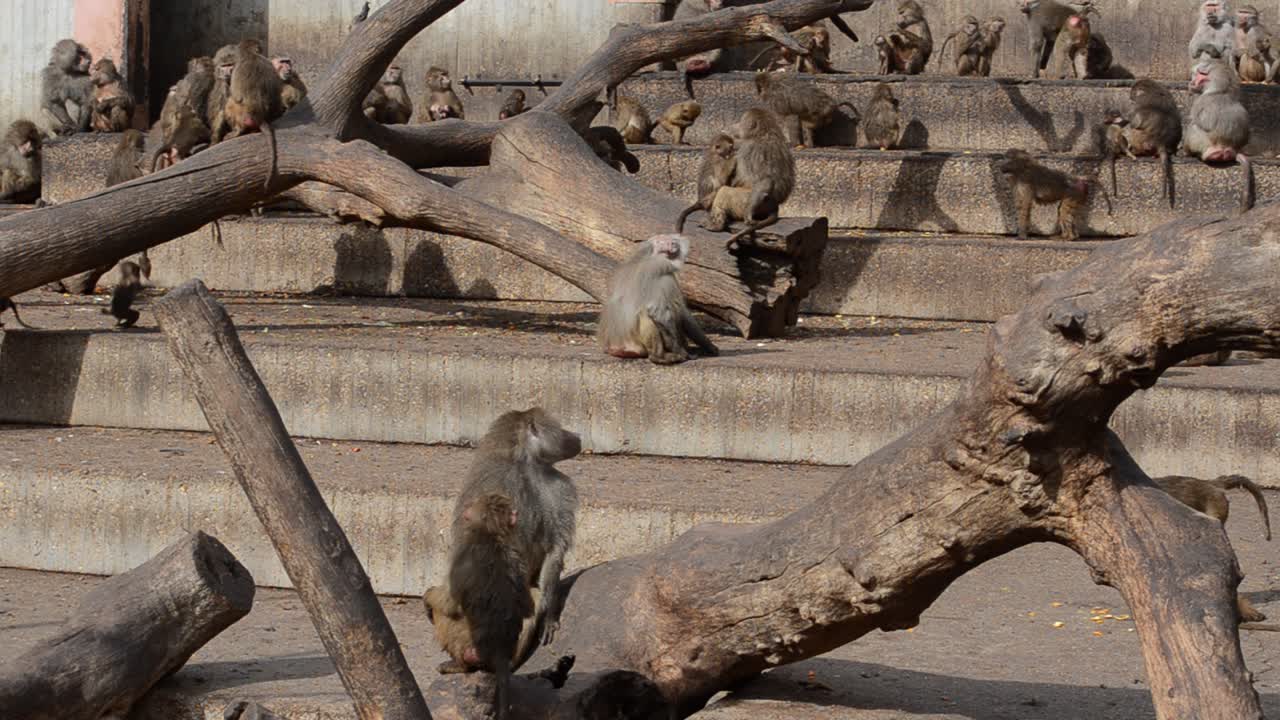 マドリード動物園、スペイン