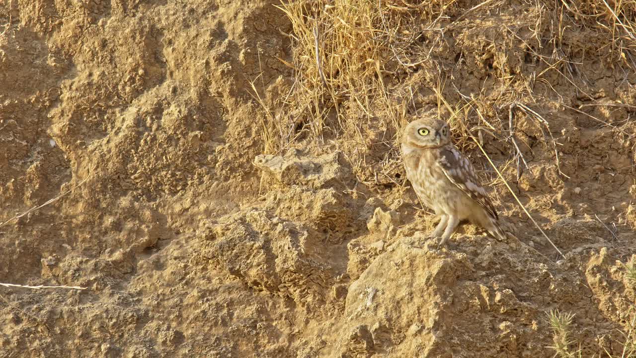 A Little Owl (Athene noctua) stands on a hill, looks around, and flies away