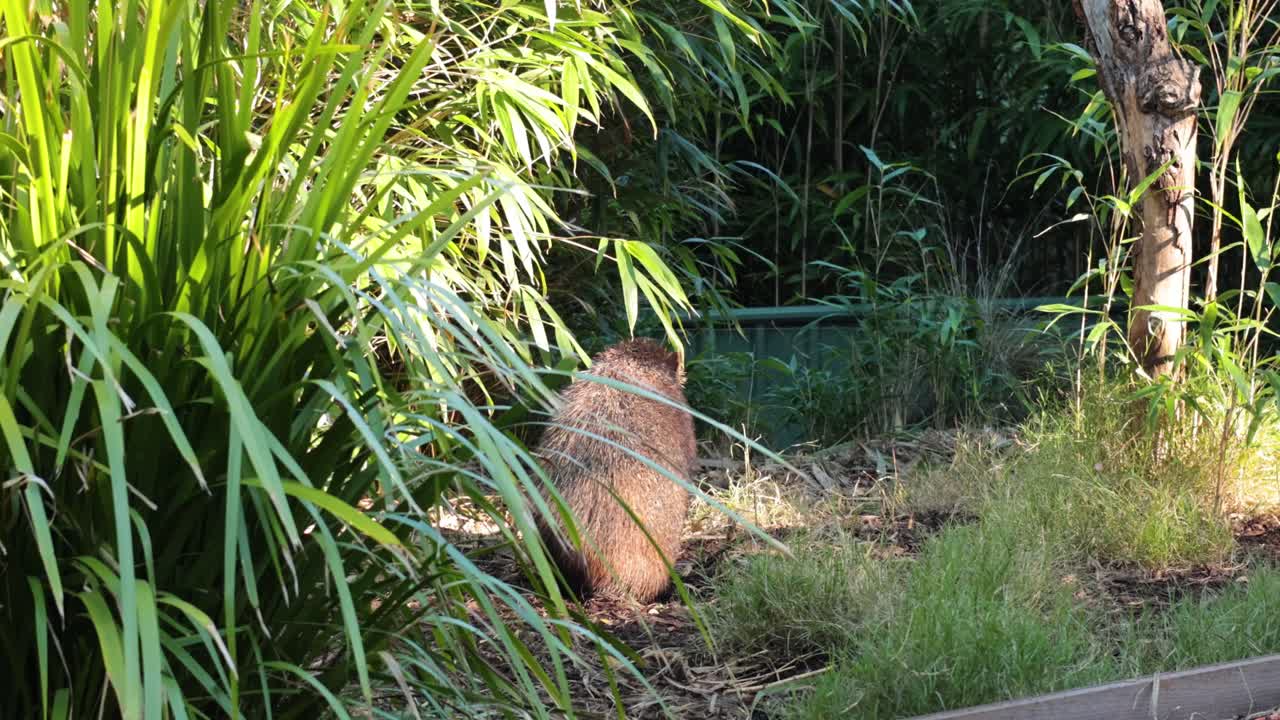 멜버른 동물원 에서 야생 돼지 가  을 탐사 하고 있다