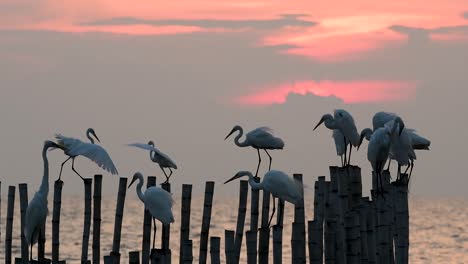 The-Great-Egret,-also-known-as-the-Common-Egret-or-the-Large-Egret