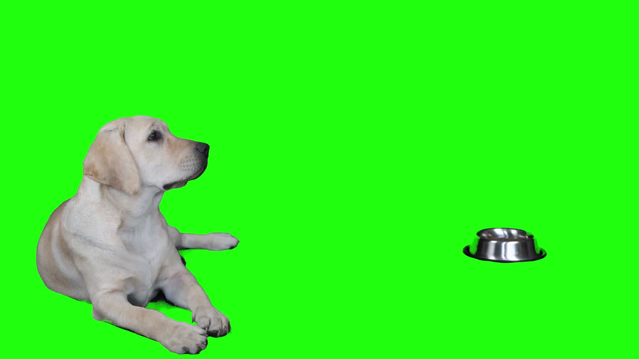 크로마 키에 새끼 강아지의 초상화