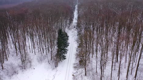 Flying over winter forest. Aerial drone view of winter landscape countryside