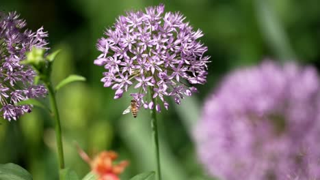 Honey-bee-grasps-onto-lower-petal-flowers-of-bundle,-cinematic-depth-of-field-between-green-background-and-pink-foreground