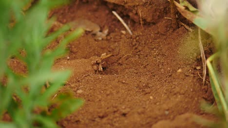 slow motion: close up womans hand and stick digging in sand to uncover insect buried underground in garden