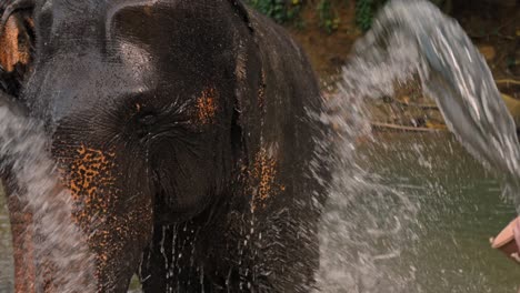 elephants enjoys a refreshing bath in a scenic river in sri lanka. caretakers gently pour water over the majestic animals as they play and relax in the shallow stream.