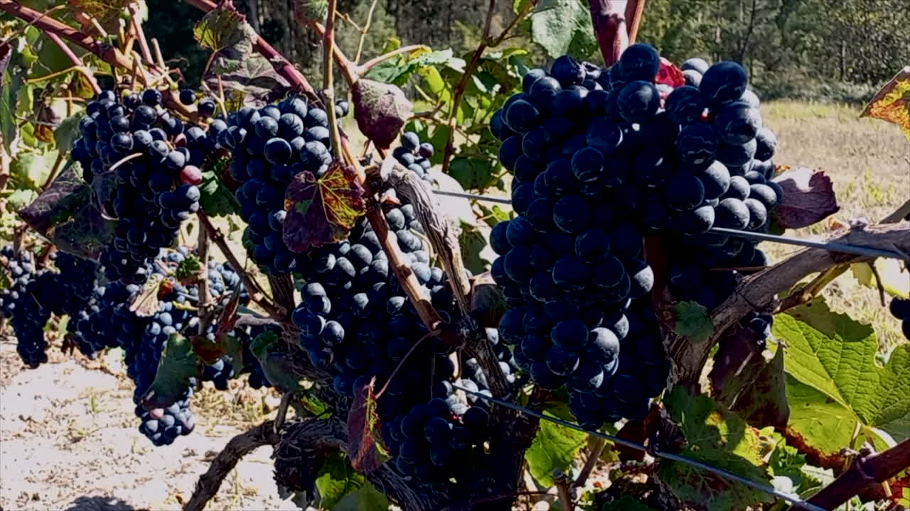 una vid cargada de uvas negras
