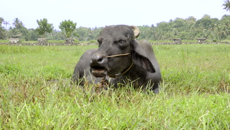 indian buffalo grazing in paddy field and wet land with grass