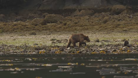 oso pardo con cachorro caminando por la orilla rocosa cerca del océano