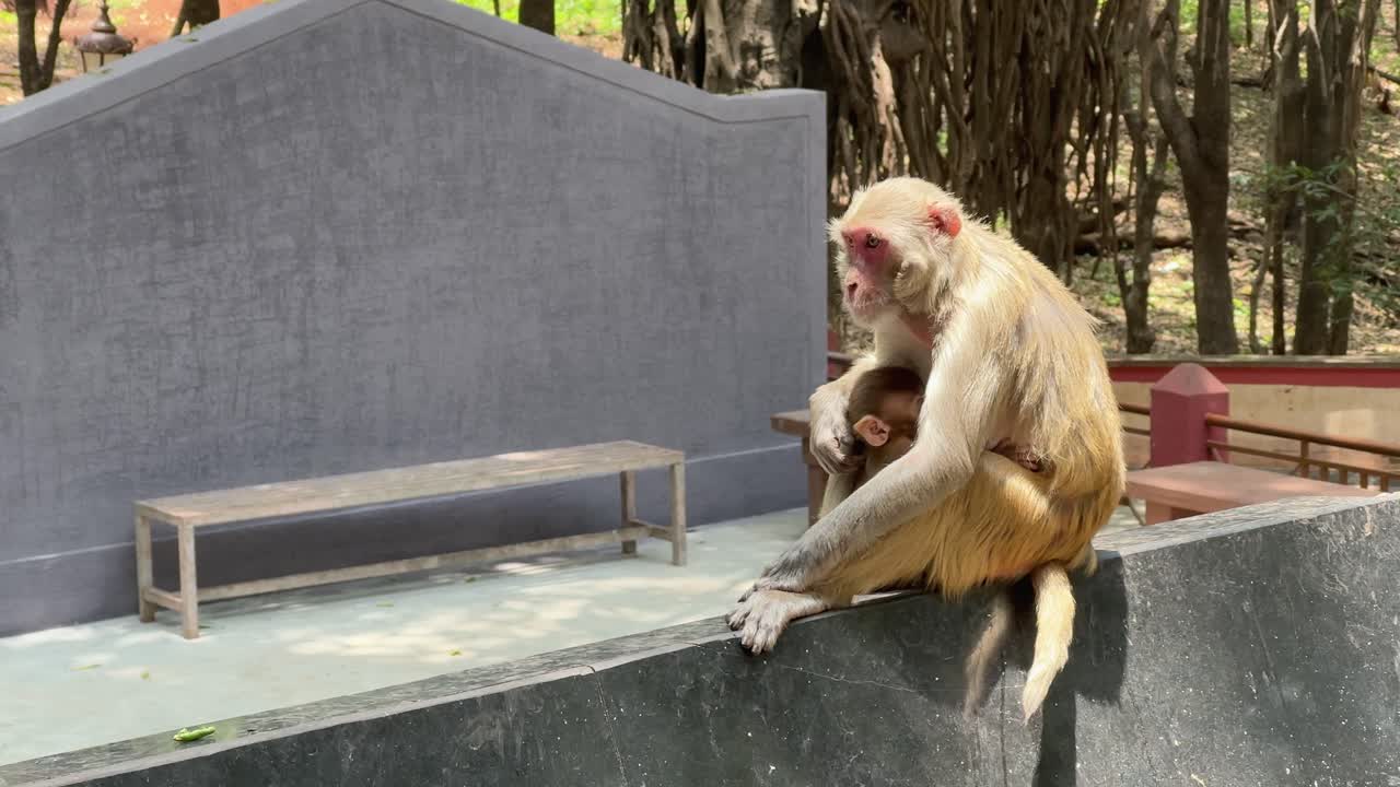 A swarm of mosquitos bothering a monkey with a baby