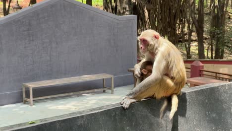 a swarm of mosquitos bothering a monkey with a baby