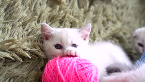 close-up portrait of kitten with balls of threads