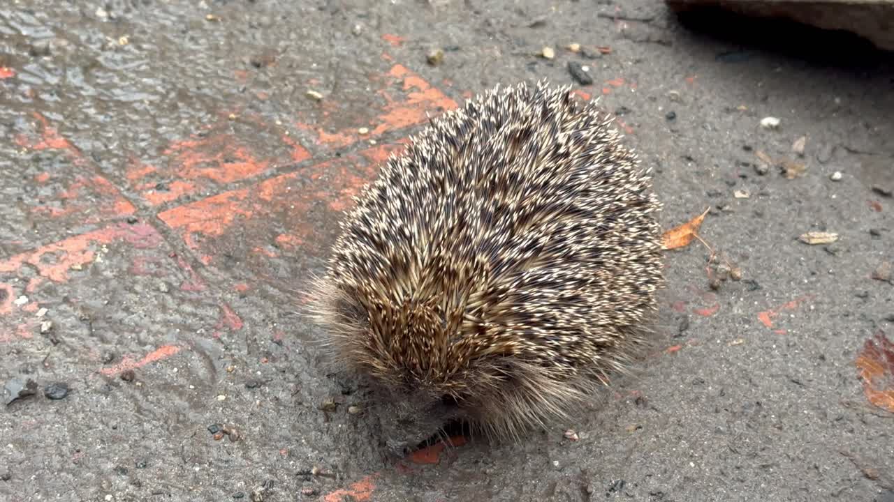 lindo erizo descansando al aire libre en el suelo sucio con barro durante el día de lluvia, de cerca