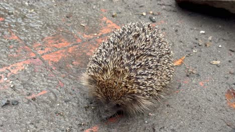 Cute-Hedgehog-resting-outdoors-on-dirty-ground-with-mud-during-rainy-day,close-up