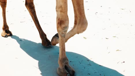 shot of a camel's legs walking across the loose white sand of a beach shows the animal's ambling pace