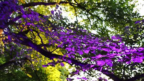 hojas de árboles de diferentes colores bellamente iluminadas durante el festival de la luz en el parque