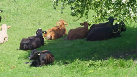 vacas de carne acostadas y mirando hacia otro lado descansando a la sombra de un árbol en un día de verano inglés en kent