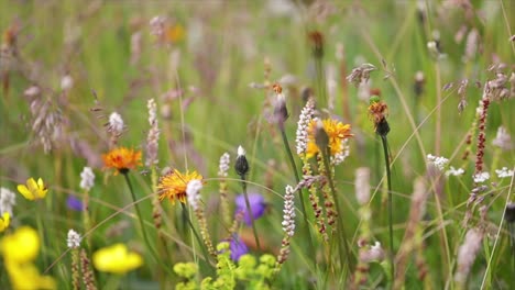 abstract background of alpine flowers.