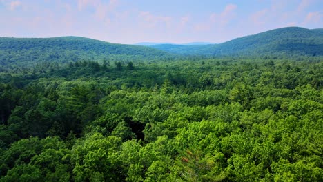 Imágenes-De-Video-De-Drones-Aéreos-De-Un-Bosque-De-Pinos-Coníferos-En-Las-Montañas-Catskill-Durante-El-Verano