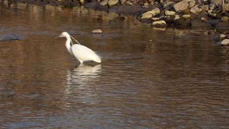 Adult-Little-Egret-Bird-Wading-And-Looking-Prey-In-Shallow-Water-Of-Pond