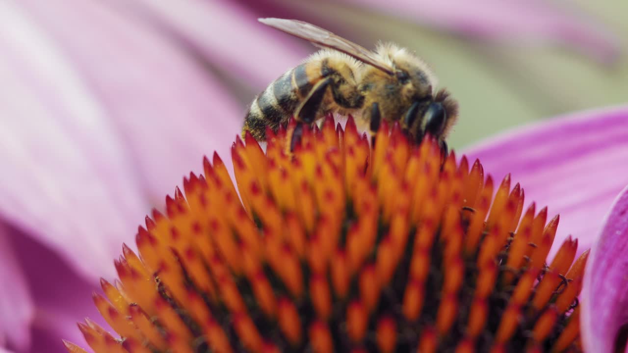 abeja melífera recolecta polen de una flor de cono púrpura y naranja