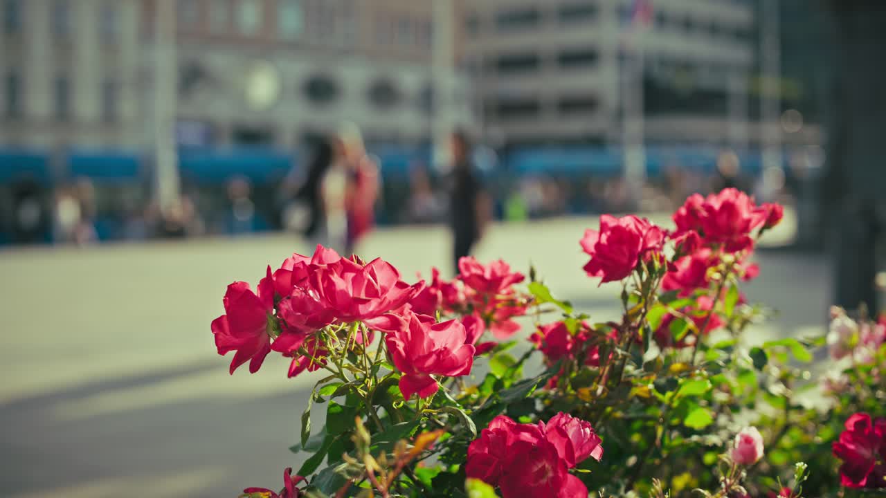Vibrant red flowers bloom in the foreground with blurred city life and trams in Josip Jelačić Square, Zagreb