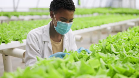 Woman,-inspection-and-hydroponic-farm