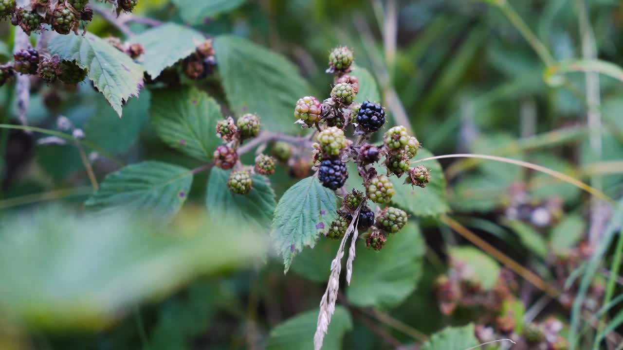 moras que maduran en una rama-arbusto durante el verano