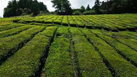 aerial pullback from greenery tea plantation from historic cha gorreana, azores archipelago