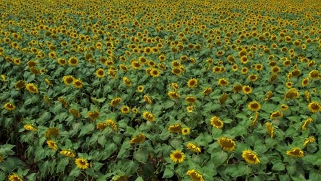 slow motion aerial reveal of a sunflower plantation with yellow big flowers, green leaves and blue sky with thick white clouds in the background