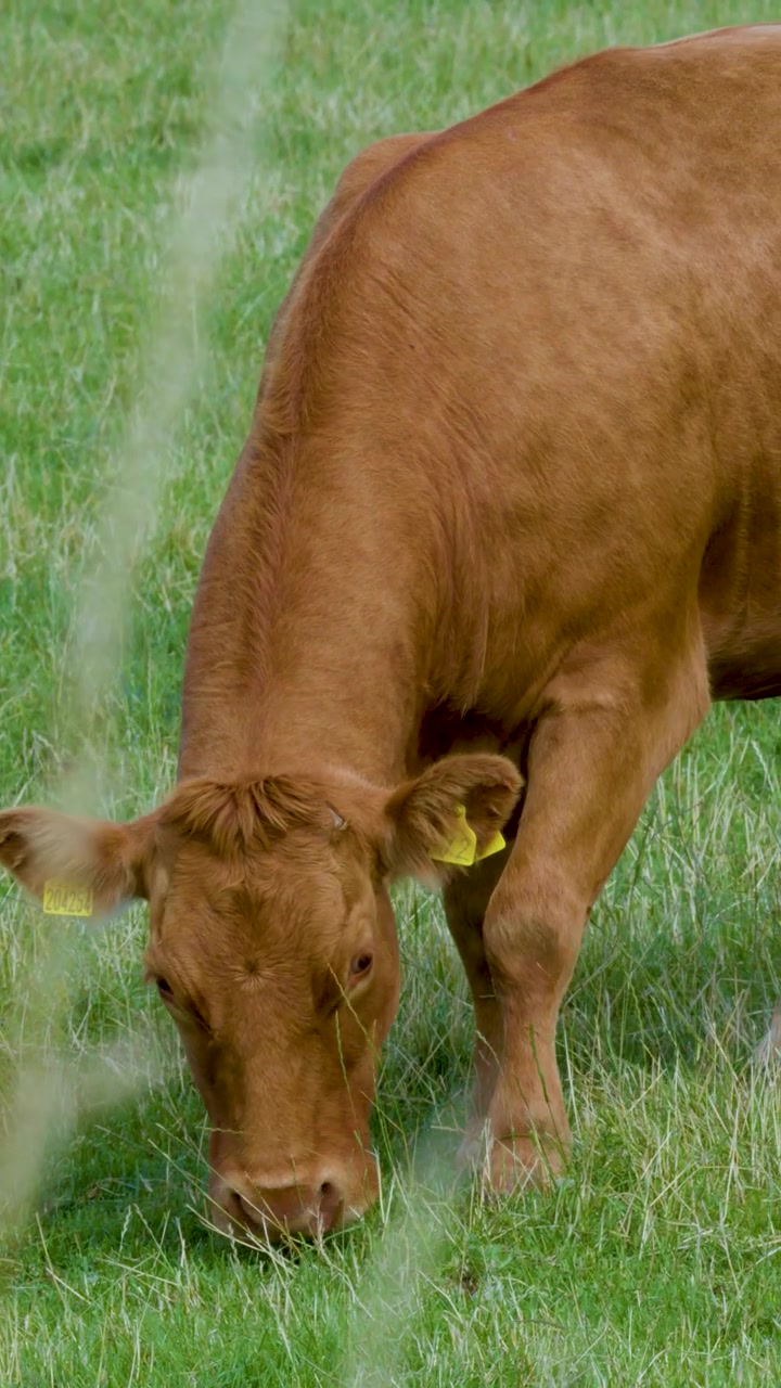Seekor sapi cokelat dengan tenang memakan rumput di ladang hijau yang subur di Skotlandia