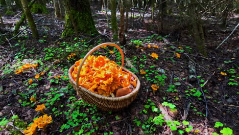 una canasta llena de setas chanterelle recién cosechadas se encuentra en un claro de bosque vibrante