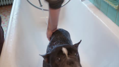 un bulldog francés es enjuagado después de ser limpiado de sarna en el baño