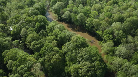 Lush-tupelo-forest,-located-on-wetlands