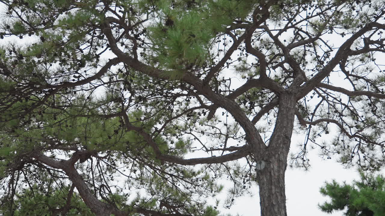 Pino mosso dal vento che crea immagini panoramiche all'aperto. Drammatici rami di pino ondeggiano contro uno sfondo di cielo tenue. Scena selvaggia all'aperto con rami di pino mossi dal vento in contrasto con un tronco d'albero dalla texture marcata.