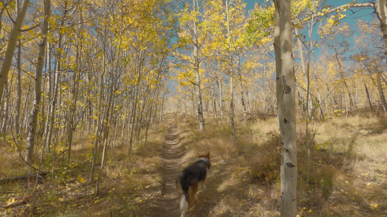 Cane che cammina tra pioppi tremuli in autunno