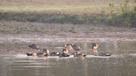 flock of indian spot billed ducks feeding