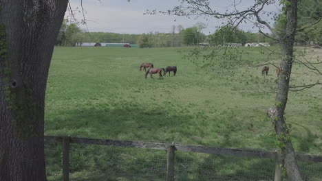 Caballos-Corriendo-En-Campo-De-Hierba