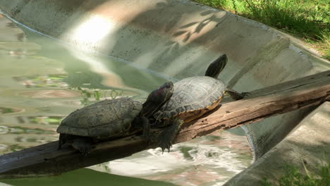 Dos-Tortugas-Pequeñas-Descansan-Encima-De-Una-Tabla,-Que-Sale-Del-Lago-Sobre-La-Hierba