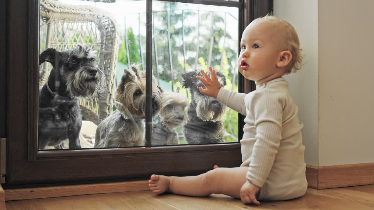 소년은 발코니에 앉아 있습니다, 창문 뒤에는 네 개의 개, 요키 테리어, 그들은 아이를보고 있습니다, 유아는 호기심으로 입을 넓게 열고, 개에 매료, 손으로 창문을 만니다.