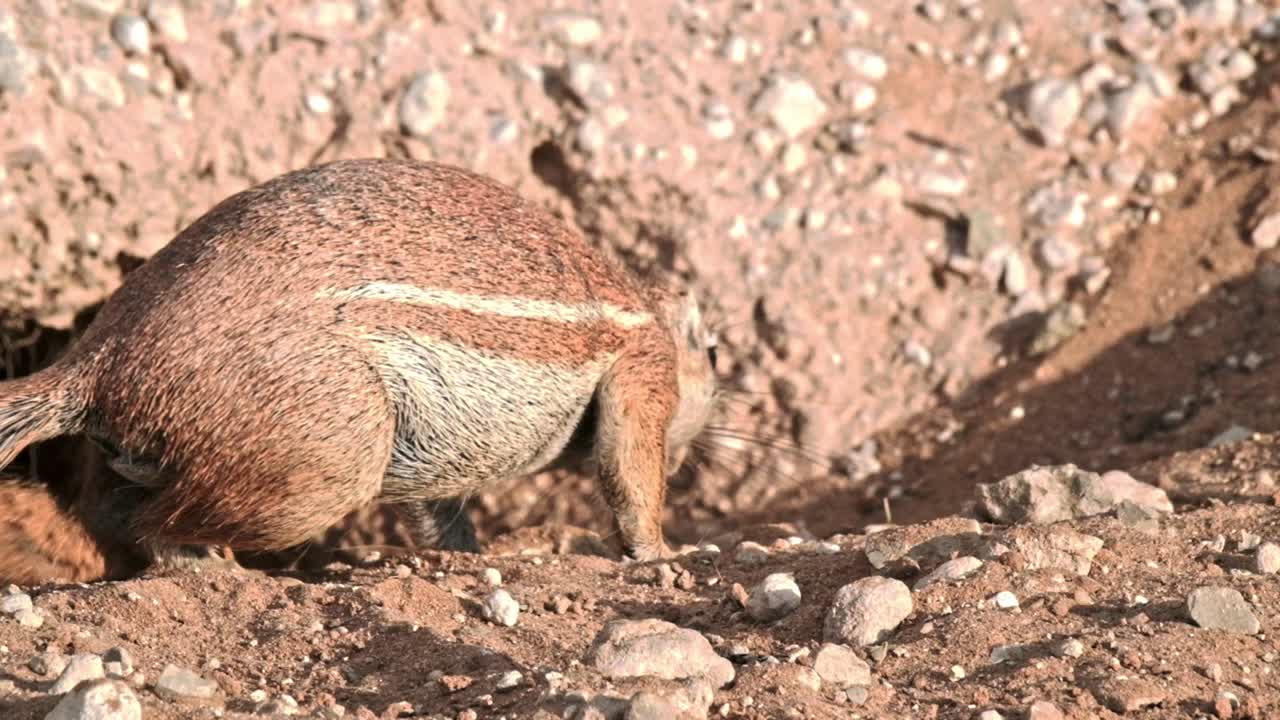 A ground squirrel digs at his burrow in the Kalahari national park of South Africa