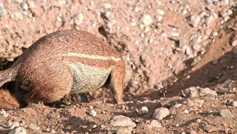 a ground squirrel digs at his burrow in the kalahari national park of south africa