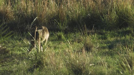 Hungriger-Pavian,-Der-Köstliches-Gras-Isst