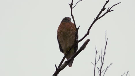 Red-shouldered-hawk-perched-on-a-large,-barren-branch-in-the-pouring-rain